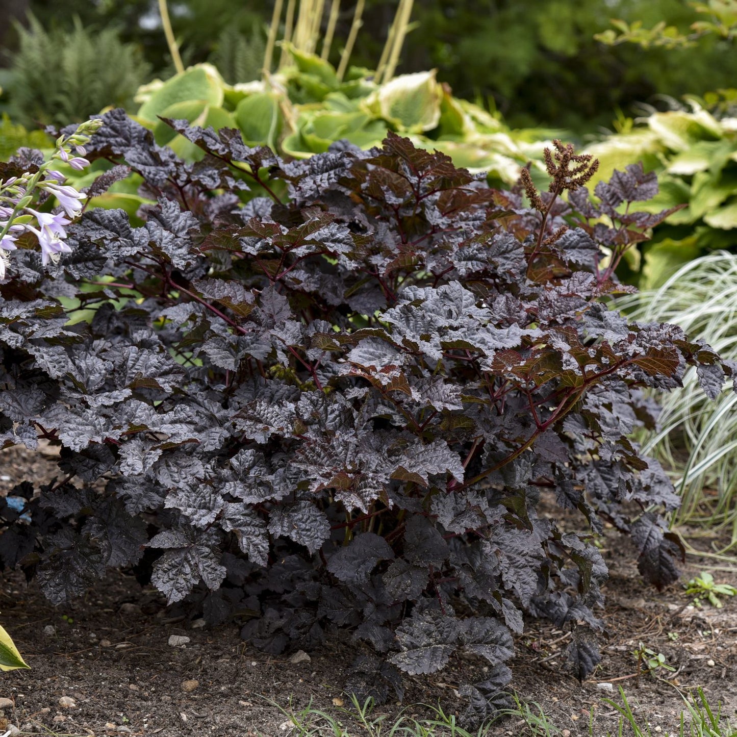 A dense 'Dark Side of the Moon' Chinese Astilbe with deeply lobed, dark purple leaves grows in a garden bed surrounded by green plants and soil - Photo Courtesy of Proven Winners, Inc.