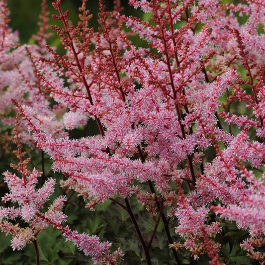 Clusters of feathery salmon pink flowers rise on tall red stems among dark green leaves - Photo Courtesy of Walters Gardens, Inc.