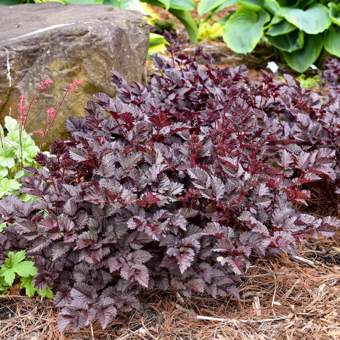 A dense groundcover plant with deeply textured, serrated leaves in a dark burgundy-purple color, shown growing in a garden bed with mulch, a large stone, and other green plants. - Photo Courtesy of Walters Gardens, Inc.