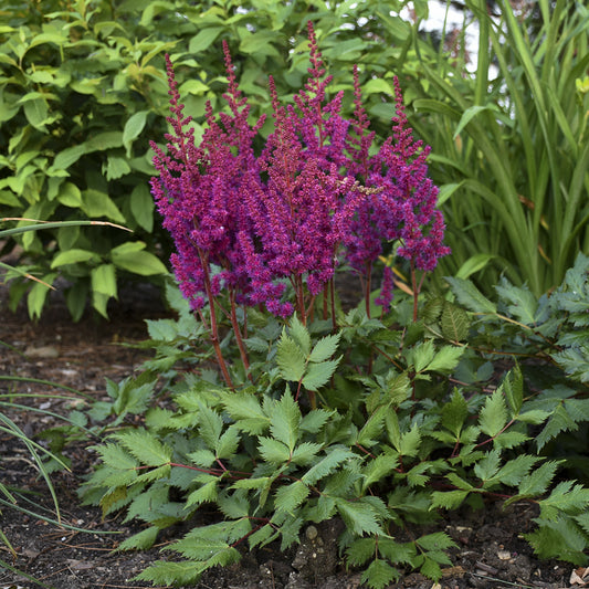 Vision in Red' Chinese Astilbe - Photo Courtesy of Walters Gardens, Inc.