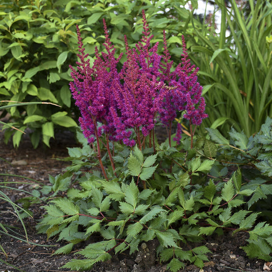 'Vision in Red' Chinese Astilbe displays magenta-purple feathery plumes above green serrated leaves surrounded by green plants - Photo Courtesy of Walters Gardens, Inc.