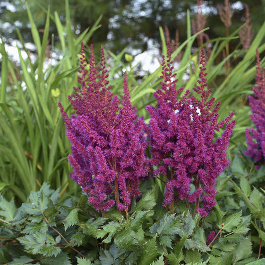 ‘Vision in Red’ Chinese Astilbe features tall, feathery purple flower spikes above green, fern-like foliage. Tall grasses are slightly blurred in the background - Photo Courtesy of Walters Gardens, Inc.