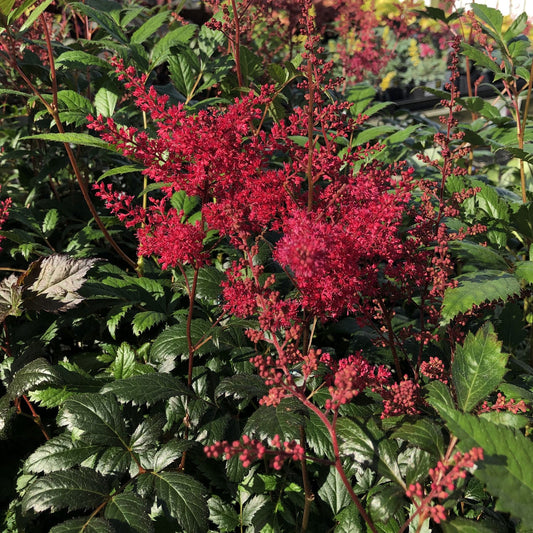 'Montgomery' Japanese Astilbe displays bright red flower clusters above glossy, serrated green leaves, standing out as a striking perennial for shady gardens - Photo Property of Garden Crossings LLC.