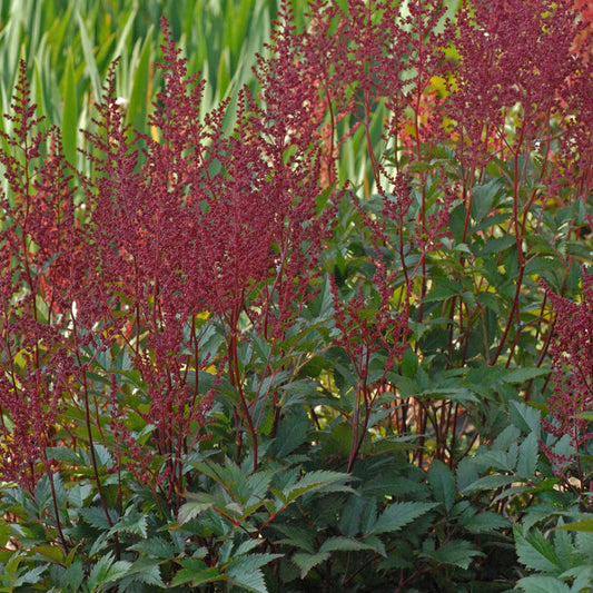 ‘Montgomery’ Japanese Astilbe features tall, deep red feathery blooms above green foliage, creating a striking shade garden display. It stands out beautifully against blurred greenery and red-toned backgrounds - Photo Courtesy of Walters Gardens, Inc.