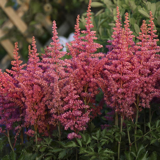 'Rise and Shine' Chinese Astilbe features tall, feathery hot pink blooms above lush green foliage that fills the frame. Blurred greenery and a wood fence in the background - Photo Courtesy of Walters Gardens, Inc.