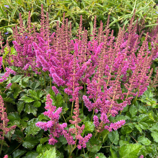 'Visions' Chinese Astilbe produces dense clusters of raspberry pink blooms above deep green foliage, making it an ideal shade garden plant with vibrant flower spikes against lush leaves - Photo Property of Garden Crossings LLC.
