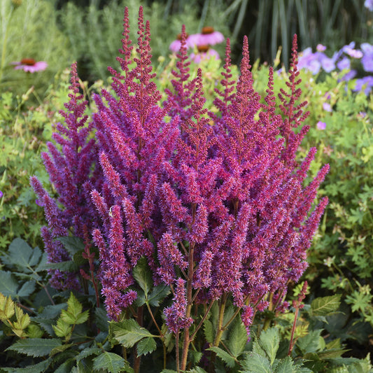 Tall, raspberry-pink plumes of ‘Visions’ Chinese Astilbe rise above green foliage, creating a striking display in shade gardens - Photo Courtesy of Walters Gardens, Inc.