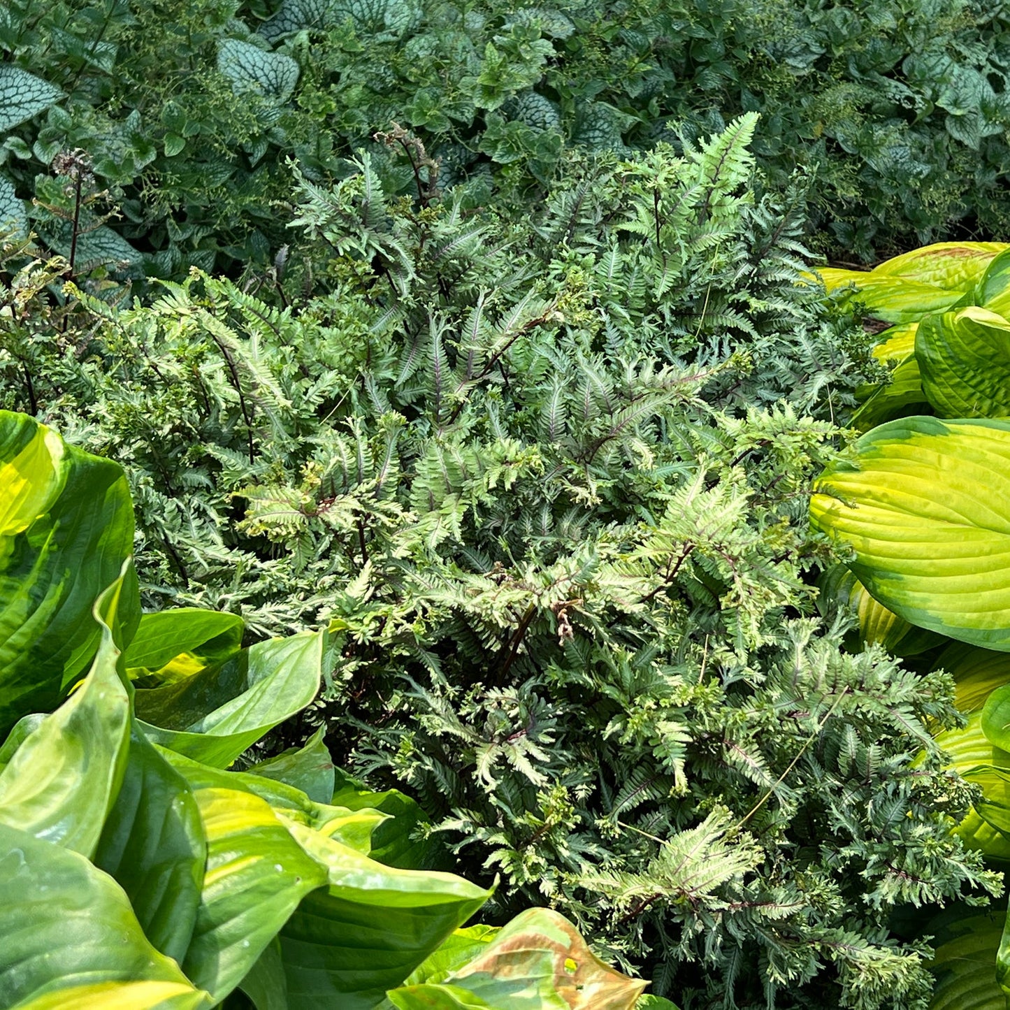 A lush shade garden display with broad, bright green leaves on the sides, a dense 'Crested Surf' Japanese Painted Fern (Athyrium) in the center, and additional leafy plants in the background - Photo Property of Garden Crossings LLC.