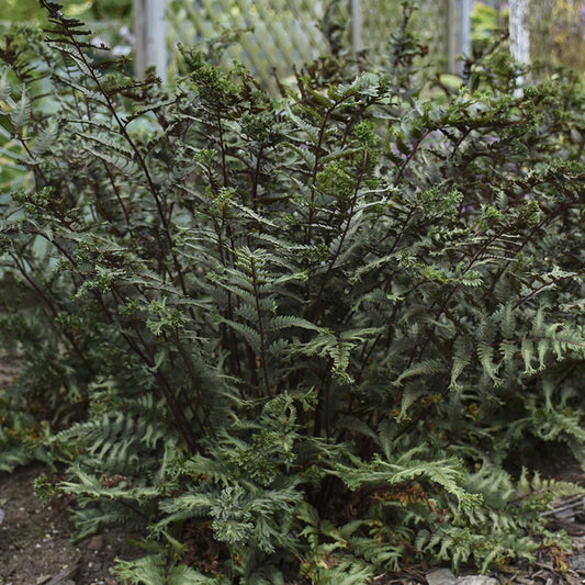 A 'Crested Surf' Japanese Painted Fern (Athyrium) with dark reddish stems and silvery-green fronds thrives in a shady garden bed, nestled among companion plants near a lattice fence - Photo Courtesy of Proven Winners, Inc.