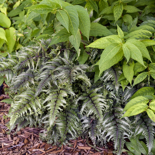 A 'Crested Surf' Japanese Painted Fern (Athyrium) with silvery-green, purple-veined fronds grows beside green leafy plants in a shade garden, bordered by brown wood mulch - Photo Courtesy of Walters Gardens, Inc.