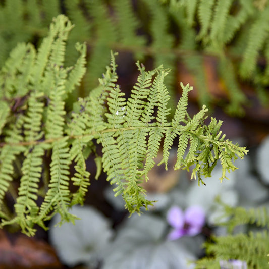 Fronds Forever' Lady Fern (Athyrium) - Photo Courtesy of Proven Winners, Inc.