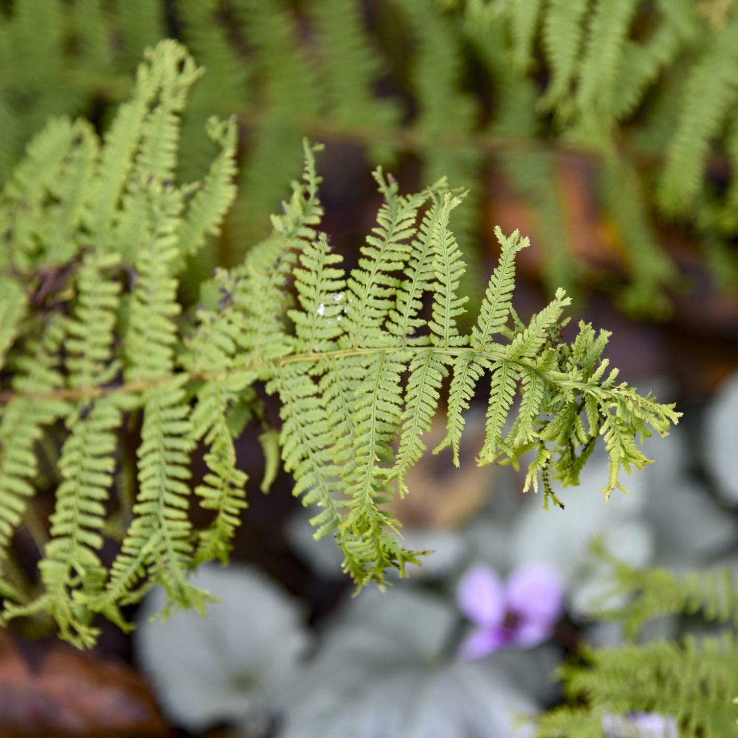 A close-up of the 'Fronds Forever' Lady Fern (Athyrium) displays its delicate, feathery green fronds against a blurred backdrop with a touch of purple - Photo Courtesy of Proven Winners, Inc.