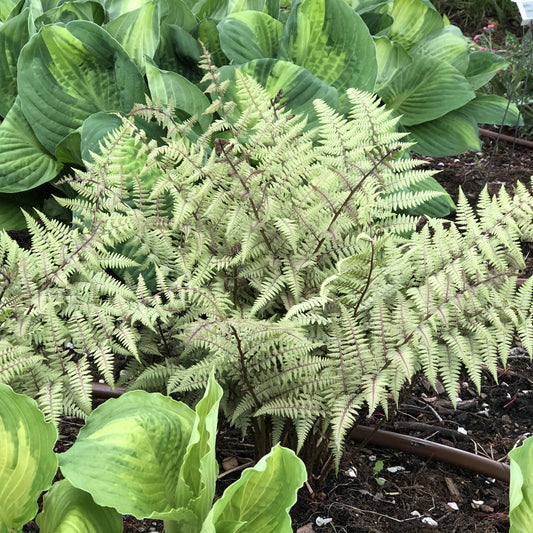 Ghost' Ghost Fern (Athyrium) - Photo Property of Garden Crossings LLC