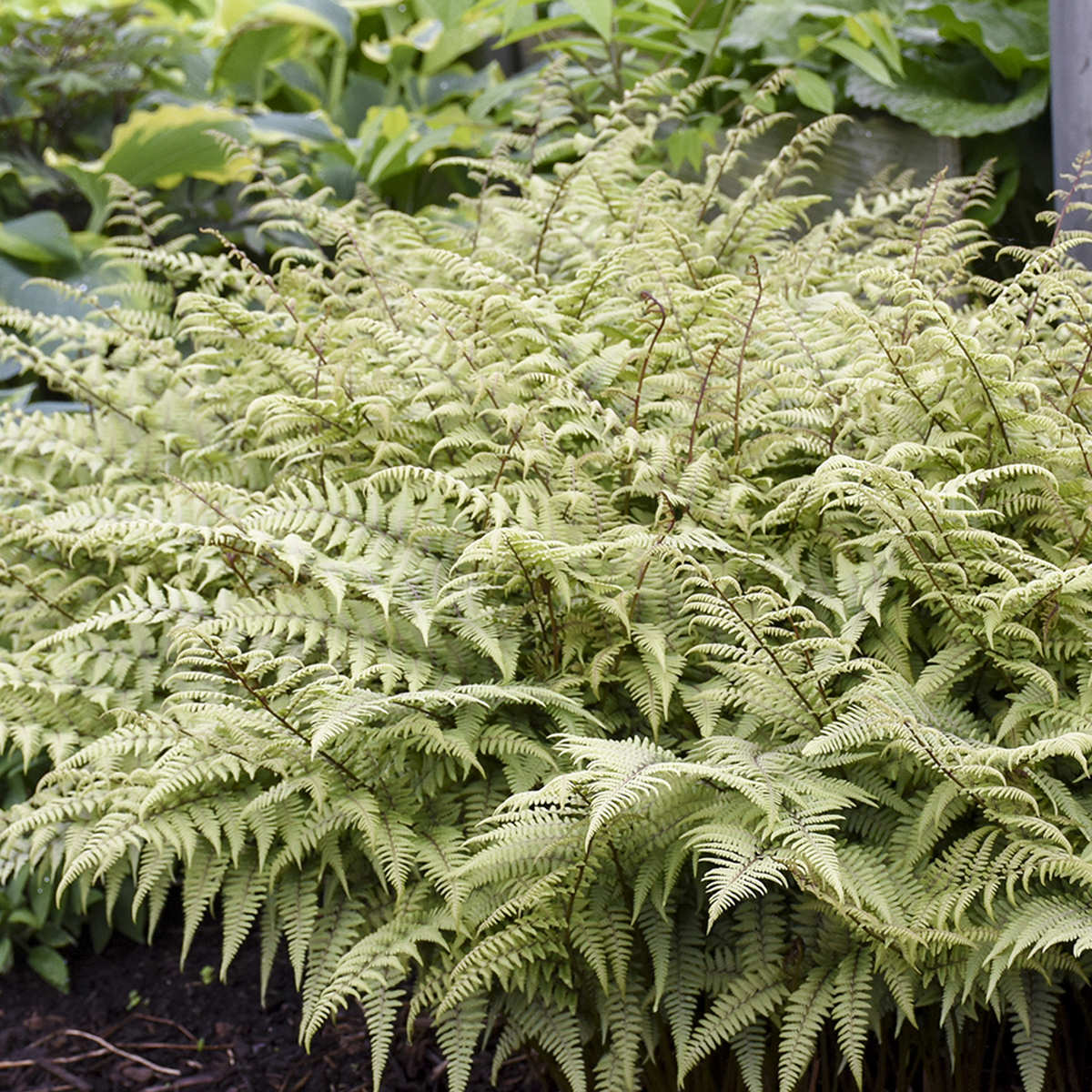 A lush clump of 'Ghost' Ghost Fern (Athyrium), prized for its silvery fronds, thrives in close clusters in a shaded garden among other leafy plants - Photo Courtesy of Walters Gardens, Inc.