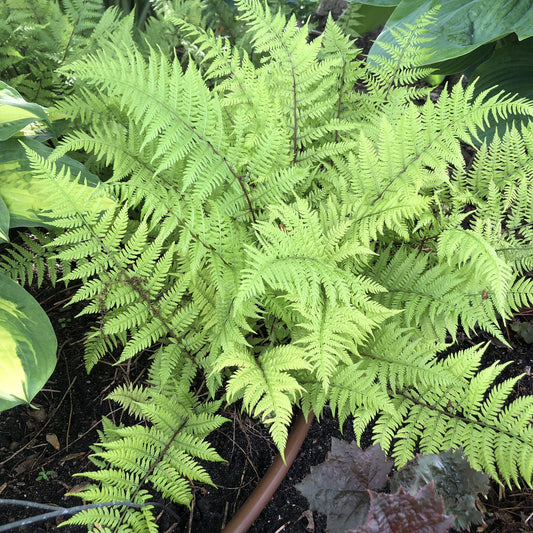 The 'Lady in Red' Lady Fern (Athyrium) features delicate, feathery green fronds and thrives in shade gardens with rich soil, adding vibrant color among other leafy plants - Photo Property of Garden Crossings LLC.