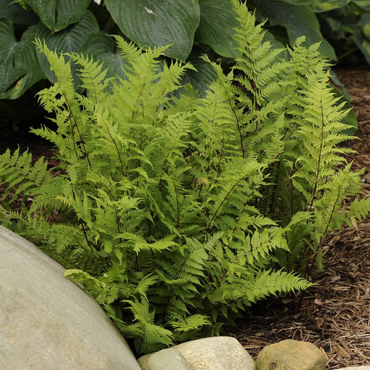 A cluster of bright green 'Lady in Red' Lady Fern (Athyrium) fronds grows among rocks and mulch, with broad-leaved plants in the background - Photo Courtesy of Walters Gardens, Inc.