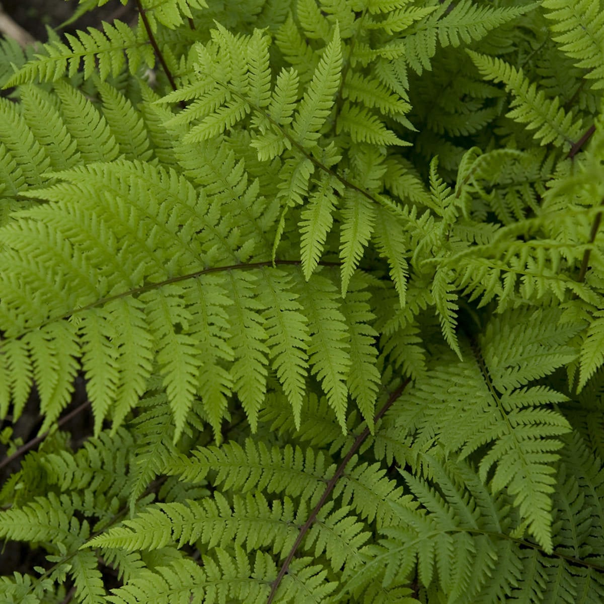Close-up of vibrant green 'Lady in Red' Lady Fern (Athyrium) fronds overlapping, showcasing feathery patterns - Photo Courtesy of Walters Gardens, Inc.