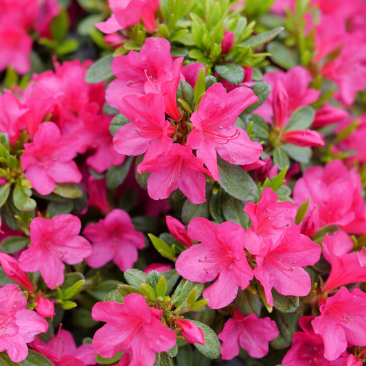 Perfecto Mundo Fuchsia Carpet® Azalea (Rhododendron) - Photo Courtesy of Proven Winners, Inc.