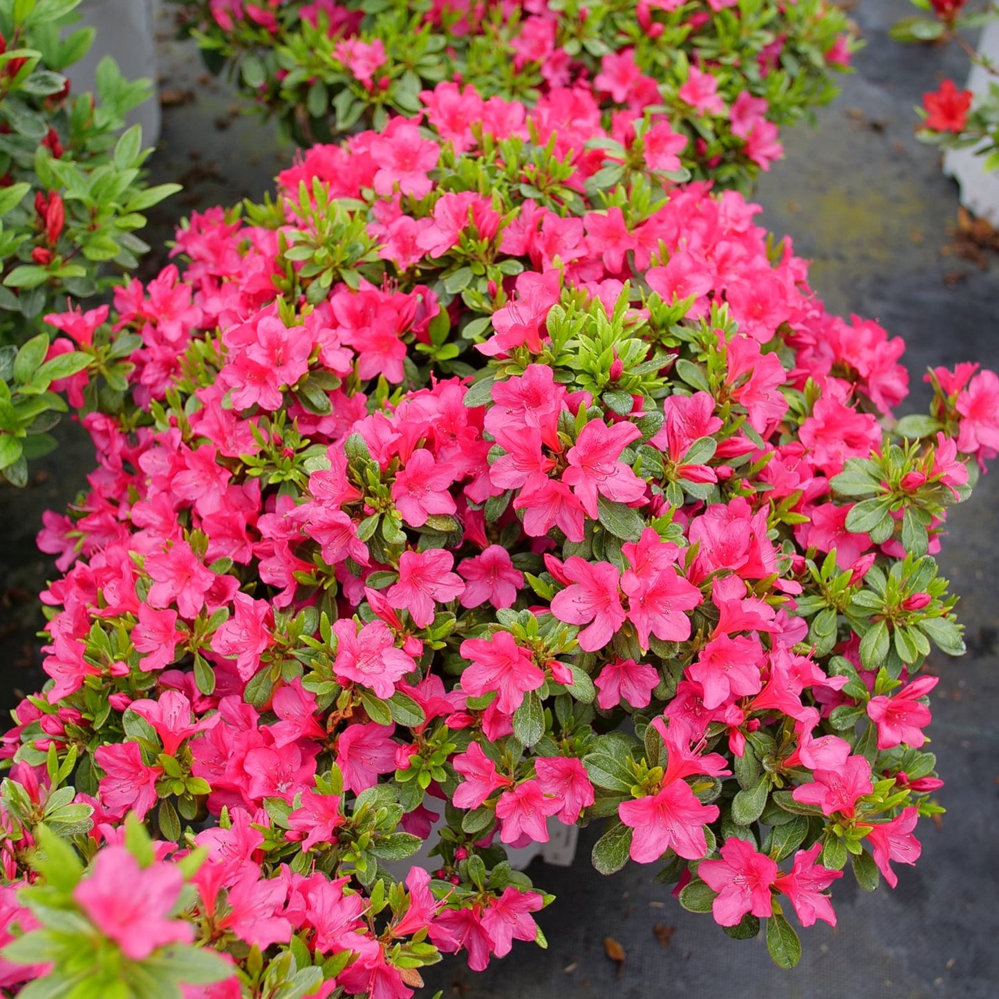 Top-down view of the Perfecto Mundo Fuchsia Carpet® Azalea (Rhododendron) is a lush evergreen shrub with green leaves and vibrant fuchsia pink blooms, thriving in garden beds where dark soil can be seen beneath the plant - Photo Courtesy of Proven Winners, Inc.