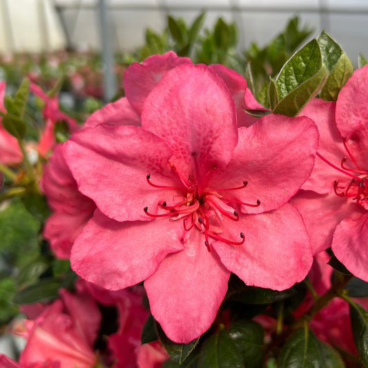 Perfecto Mundo Epic Coral® Azalea (Rhododendron) - Photo Property of Garden Crossings LLC