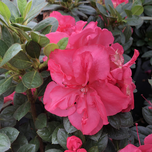 Perfecto Mundo Epic Coral® Azalea (Rhododendron) - Photo Courtesy of Proven Winners, Inc.