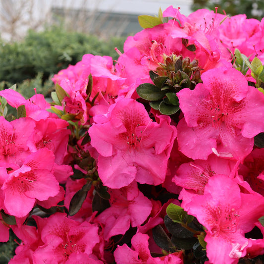 Perfecto Mundo Epic Pink® Azalea (Rhododendron) - Photo Courtesy of Proven Winners, Inc.