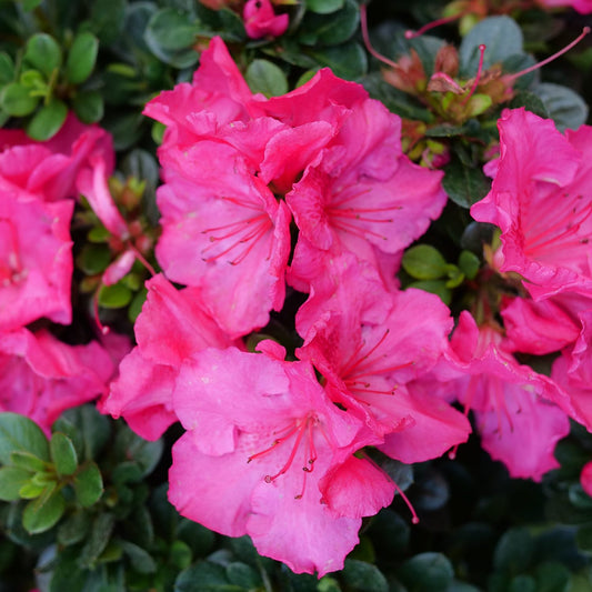 Perfecto Mundo Epic Pink® Azalea (Rhododendron) - Photo Courtesy of Proven Winners, Inc.