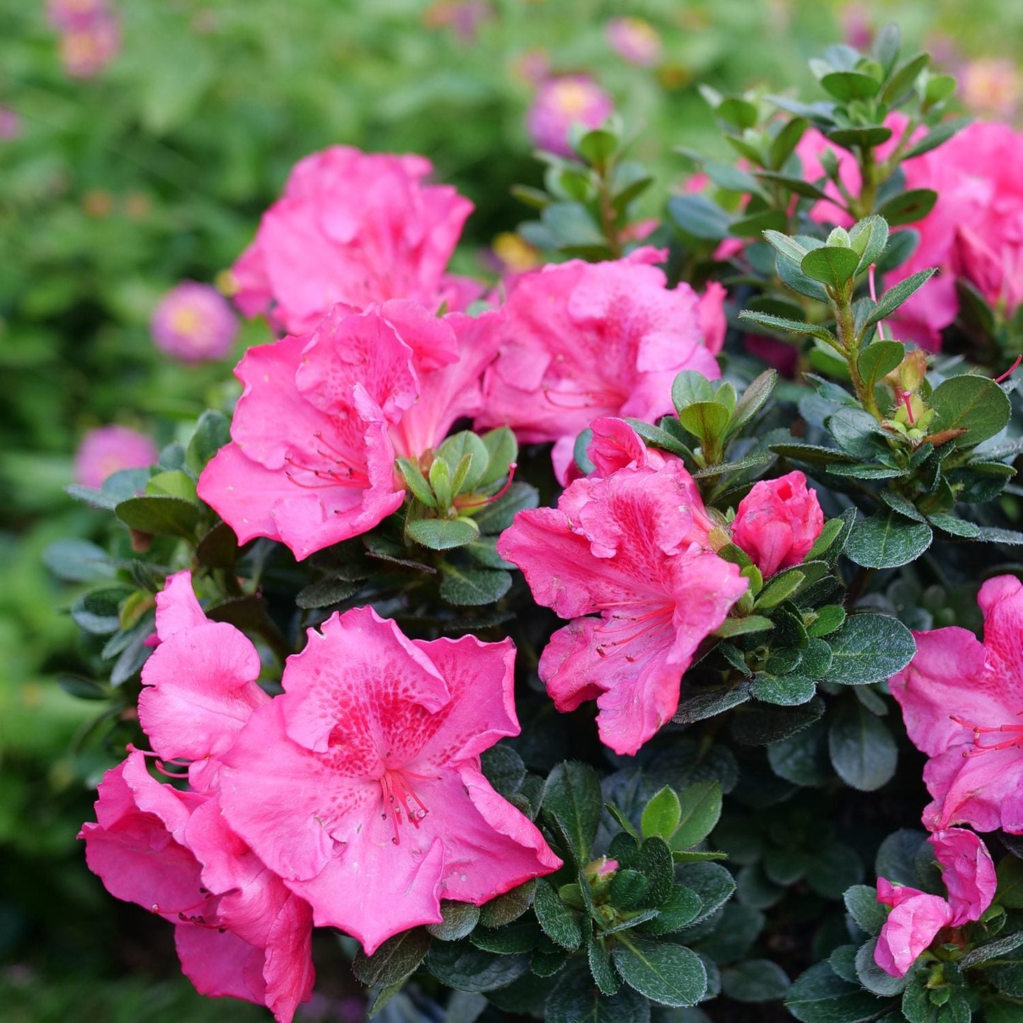 Perfecto Mundo Epic Pink® Azalea (Rhododendron) blooms in vibrant pink, set against lush green leaves, with hints of magenta flowers and foliage softly blurred in the background - Photo Courtesy of Proven Winners, Inc.