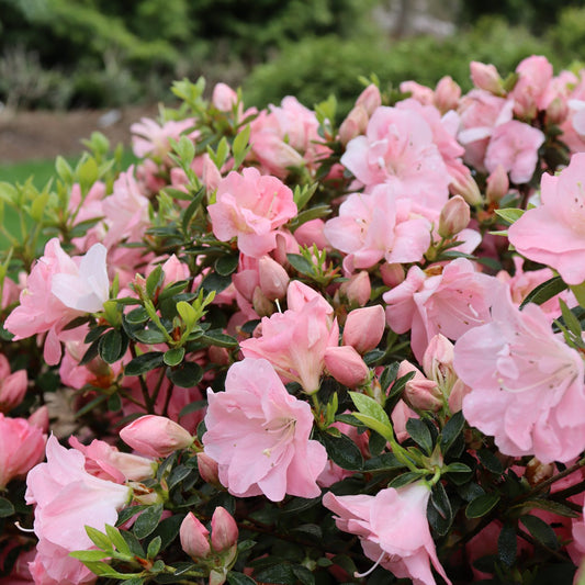 Perfecto Mundo Pink Carpet® Azalea (Rhododendron) - Photo Courtesy of Proven Winners, Inc.