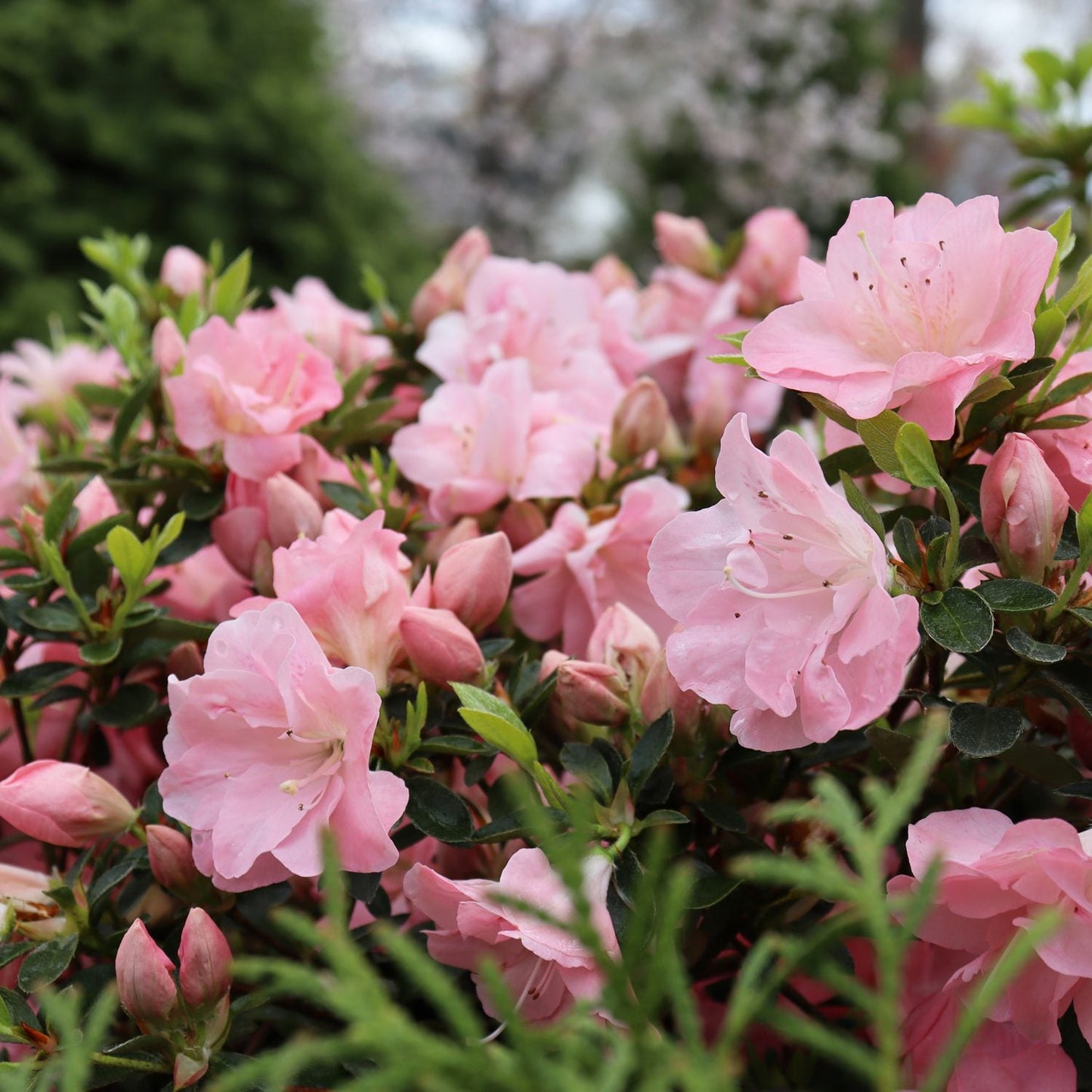 Close-up of Perfecto Mundo Pink Carpet® Azalea (Rhododendron) in bloom, featuring numerous light pink flowers and buds among green foliage, outdoors in a garden setting - Photo Courtesy of Proven Winners, Inc.