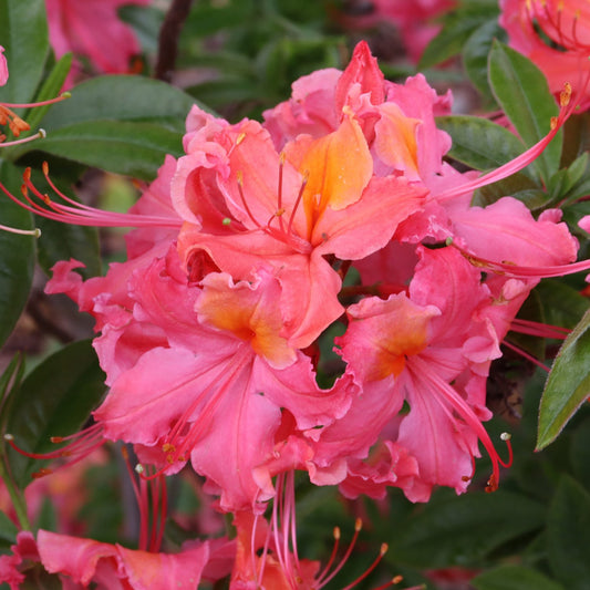 Sweet Reward™ Coral Azalea (Rhododendron) - Photo Courtesy of Proven Winners, Inc.