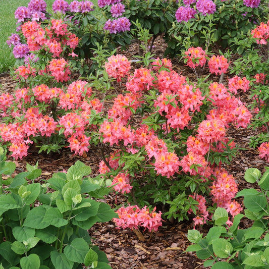 Sweet Reward™ Coral Azalea (Rhododendron) - Photo Courtesy of Proven Winners, Inc.