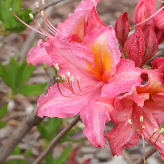 Sweet Reward™ Pink Azalea (Rhododendron) - Photo Courtesy of Proven Winners, Inc.