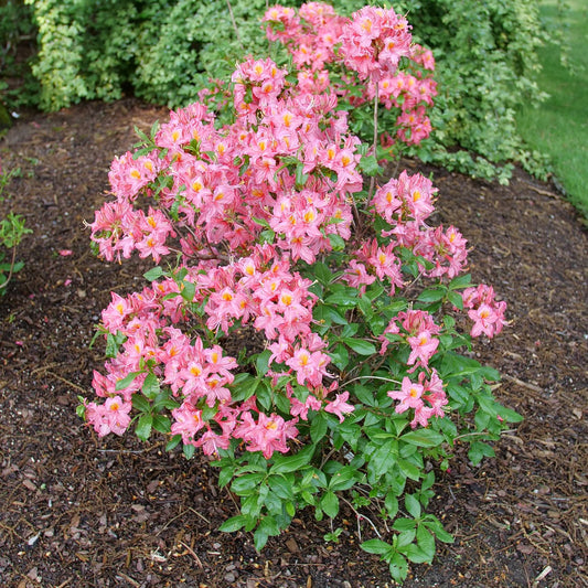 Sweet Reward™ Pink Azalea (Rhododendron) - Photo Courtesy of Proven Winners, Inc.