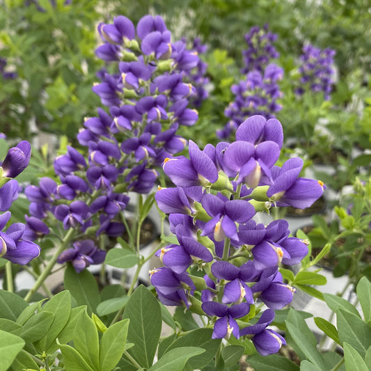 Close-up of Decadence® 'Blueberry Sundae' False Indigo (Baptisia) with clusters of vibrant purple flowers and green leaves, growing outdoors among similar plants for a lush, colorful garden display - Photo Property of Garden Crossings LLC.