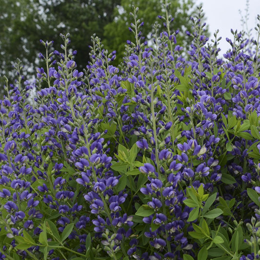 A dense cluster of tall Decadence® 'Blueberry Sundae' False Indigo (Baptisia) with purple flowers and green leaves grows outdoors, framed by trees and a cloudy sky in the background - Photo Courtesy of Proven Winners, Inc.