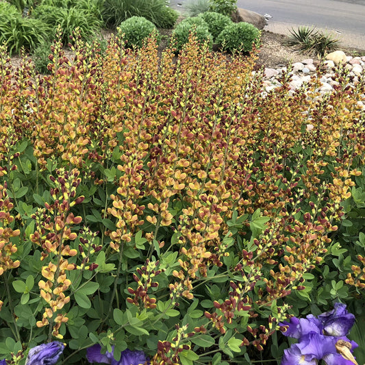 A cluster of Decadence® 'Cherries Jubilee' False Indigo (Baptisia) shows tall yellow and reddish-brown flower spikes above green foliage, with rocks and lush greenery in the landscaped garden background - Photo Property of Garden Crossings LLC.