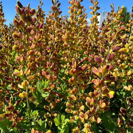 Close-up of Decadence® 'Cherries Jubilee' False Indigo (Baptisia) features compact, green-leaved plants with purple-tipped yellow flowers that thrive in bright sunlight - Photo Property of Garden Crossings LLC.