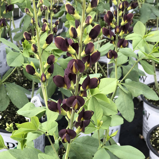 Tall stems of Decadence® 'Dark Chocolate' False Indigo (Baptisia) with deep purple flowers and light green leaves thrive in pots - Photo Property of Garden Crossings LLC.