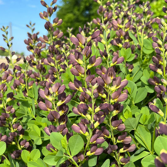 Close-up of purple flower buds and green leaves shine in bright sunlight, highlighting Decadence® 'Dark Chocolate' False Indigo (Baptisia), a plant that brings vibrant color to any landscape against a softly blurred background - Photo Property of Garden Crossings LLC.