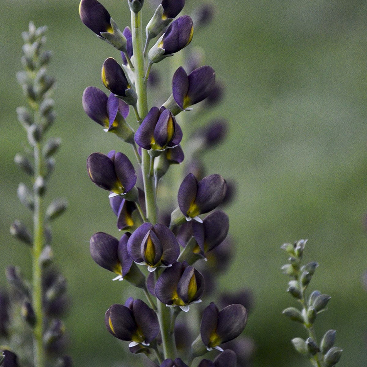 A close-up of tall, deer-resistant Decadence® 'Dark Chocolate' False Indigo (Baptisia) with clusters of small, oval purple blooms on green stems, set against a blurred green background - Photo Courtesy of Proven Winners, Inc.