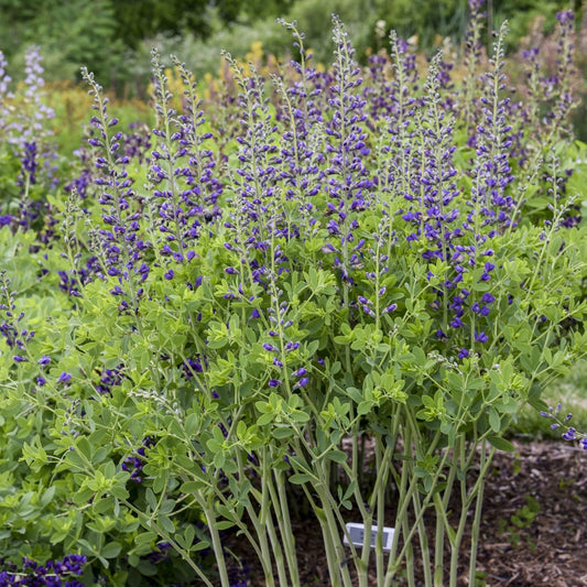 A cluster of tall Decadence® Deluxe 'Periwinkle Popsicle' False Indigo (Baptisia) showcases elongated spikes of small purple flowers among green stems, set against a garden background with other lush greenery - Photo Courtesy of Walters Gardens, Inc.