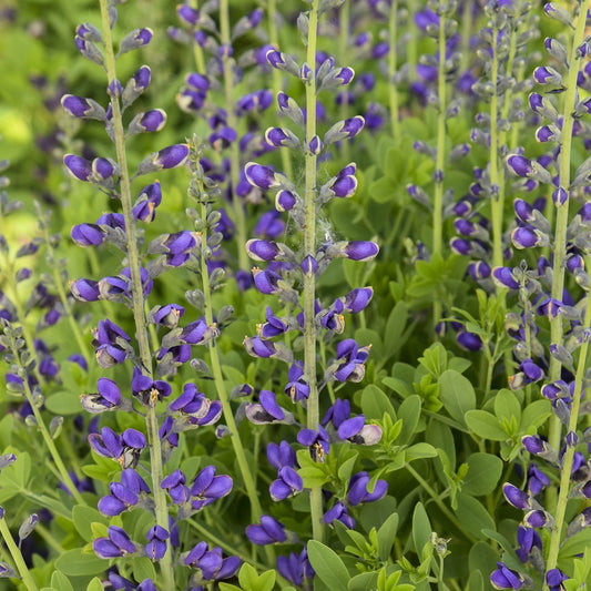 Close-up of Decadence® Deluxe 'Periwinkle Popsicle' False Indigo (Baptisia) features tall stems with clusters of small purple-blue flowers among dense green foliage, lining upright stalks for a vibrant garden display - Photo Courtesy of Walters Gardens, Inc.