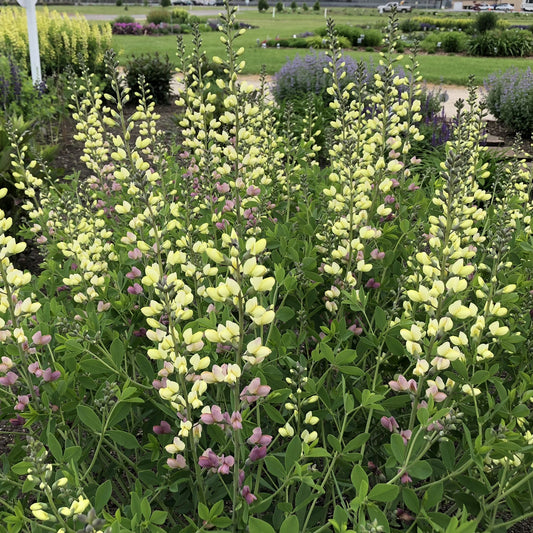 Decadence® Deluxe 'Pink Lemonade' False Indigo (Baptisia) features tall stalks with pale yellow and light purple blooms, dense green foliag - Photo Property of Garden Crossings LLC.