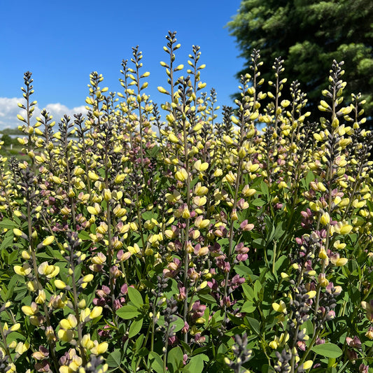 Tall stalks of Decadence® Deluxe 'Pink Lemonade' False Indigo (Baptisia) with yellow and purple blooms stand under a bright sky with green trees - Photo Property of Garden Crossings LLC.