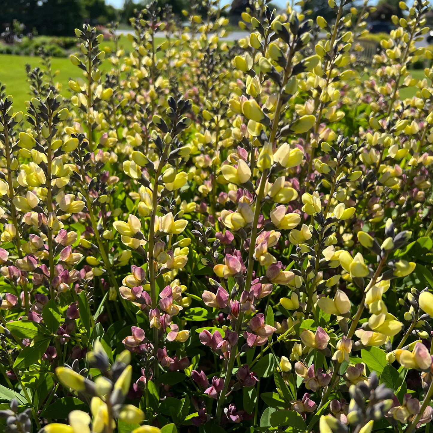 A dense cluster of Decadence® Deluxe 'Pink Lemonade' False Indigo (Baptisia), a native perennial with yellow and pale pink flowers, rises above green foliage, bringing long-lasting color to the sunlit garden - Photo Property of Garden Crossings LLC.
