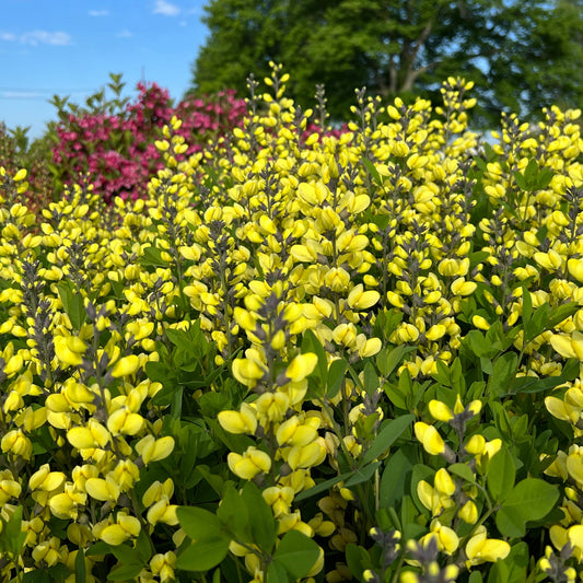 A dense cluster of Decadence® 'Lemon Meringue' False Indigo (Baptisia) blooms brightly in the foreground, while pink flowers and green trees appear blurred behind them beneath a blue sky with scattered clouds - Photo Property of Garden Crossings LLC.
