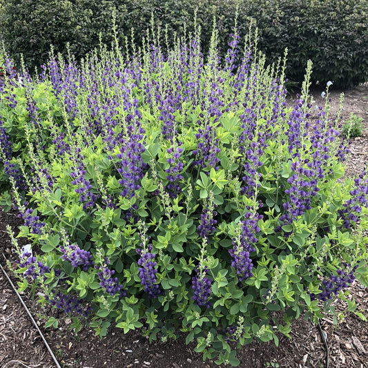 Decadence® 'Sparkling Sapphires' False Indigo (Baptisia) features tall stems with small purple flowers and green leaves.It brings vibrant color to a mulched garden bed - Photo Property of Garden Crossings LLC.