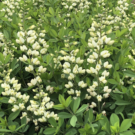 Decadence® 'Vanilla Cream II' False Indigo (Baptisia) has dense green foliage, tall stems with creamy white flower clusters, oval alternate leaves - Photo Property of Garden Crossings LLC.