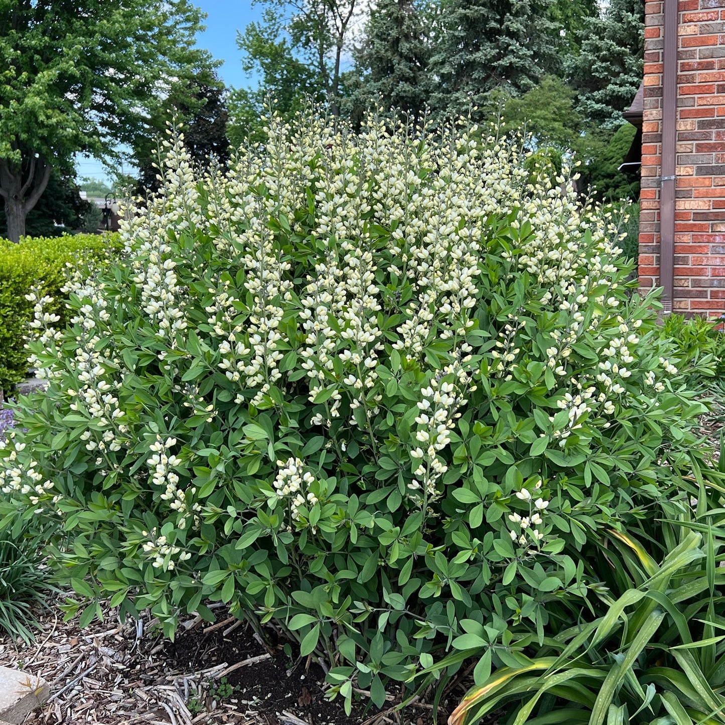 A lush green Decadence® 'Vanilla Cream II' False Indigo (Baptisia) displays clusters of small white flower buds in a garden near a brick building. It thrives beautifully among various plants and trees beneath the blue sky - Photo Property of Garden Crossings LLC.